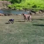 برای دیدن برخورد حصار اول با سگ روباتیک