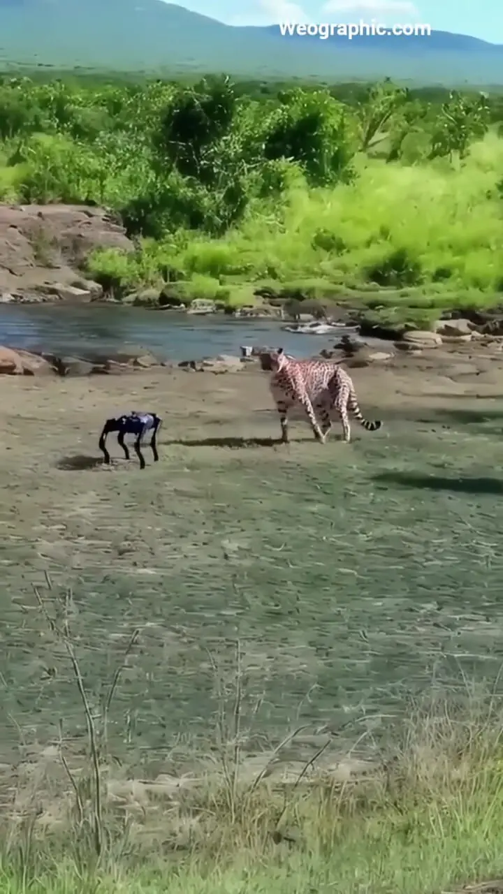 برای دیدن برخورد حصار اول با سگ روباتیک