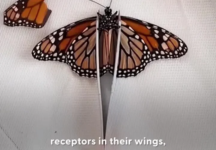 برای دیدن تعمیر شکسته پروانه