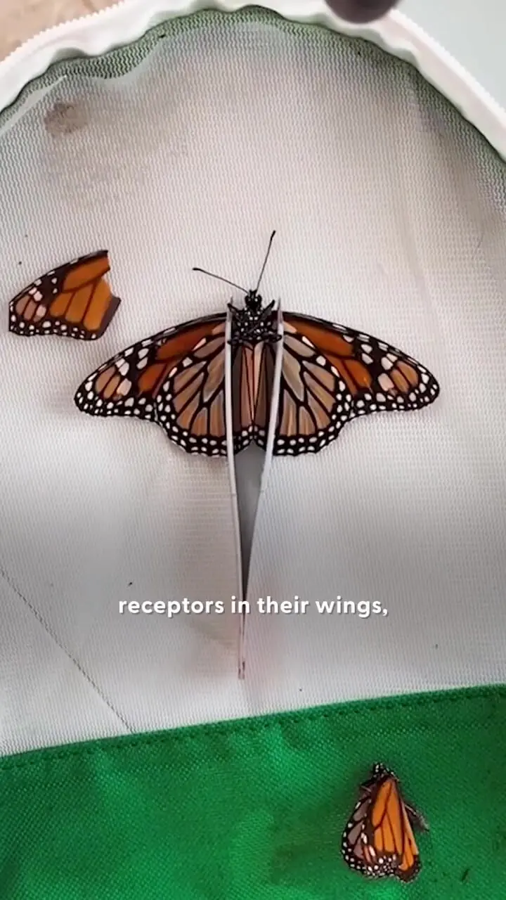 برای دیدن تعمیر شکسته پروانه 1 برای دیدن تعمیر شکسته پروانه