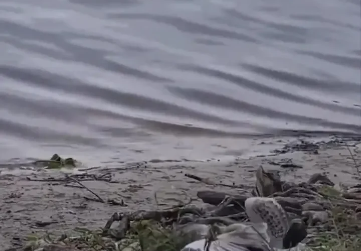 برای دیدن حمله ناگهانی به غذاهای دریایی مار ؛ بقا در قلب طبیعت 16 برای دیدن حمله ناگهانی به غذاهای دریایی مار ؛ بقا در قلب طبیعت