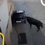 برای دیدن حمله گاو نر عصبانی به ماشین