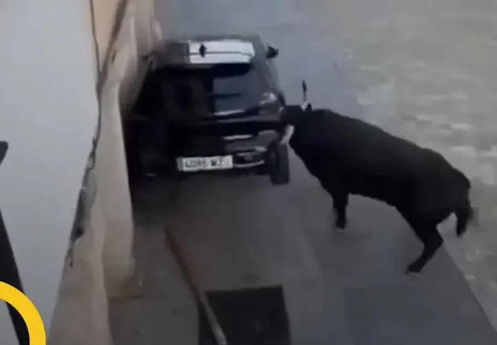 برای دیدن حمله گاو نر عصبانی به ماشین