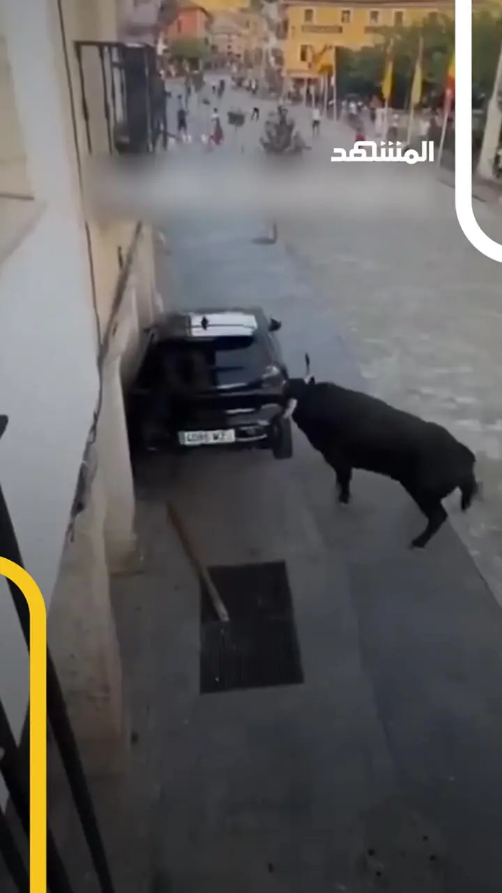 برای دیدن حمله گاو نر عصبانی به ماشین