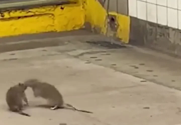 برای دیدن دو ماوس کونگ -فوم در سکوی مترو 7 برای دیدن دو ماوس کونگ -فوم در سکوی مترو