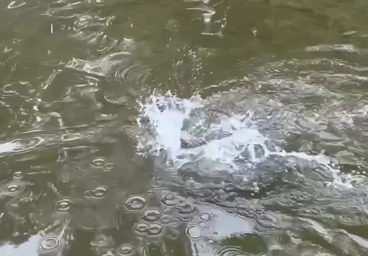 برای دیدن شکار پرنده ای از لاک پشت نیش 6 برای دیدن شکار پرنده ای از لاک پشت نیش