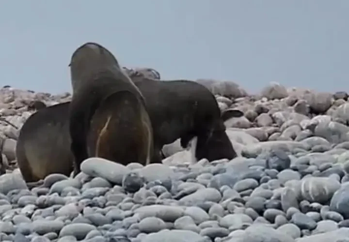 برای دیدن شکار پنگوئن توسط شیر دریایی 33 برای دیدن شکار پنگوئن توسط شیر دریایی