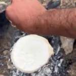 برای دیدن قارچ های نادر و غول پیکر در کوه سلیمان