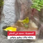 برای دیدن مسجد ، که بهشت ​​پرندگان است