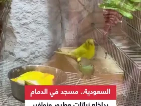 برای دیدن مسجد ، که بهشت ​​پرندگان است