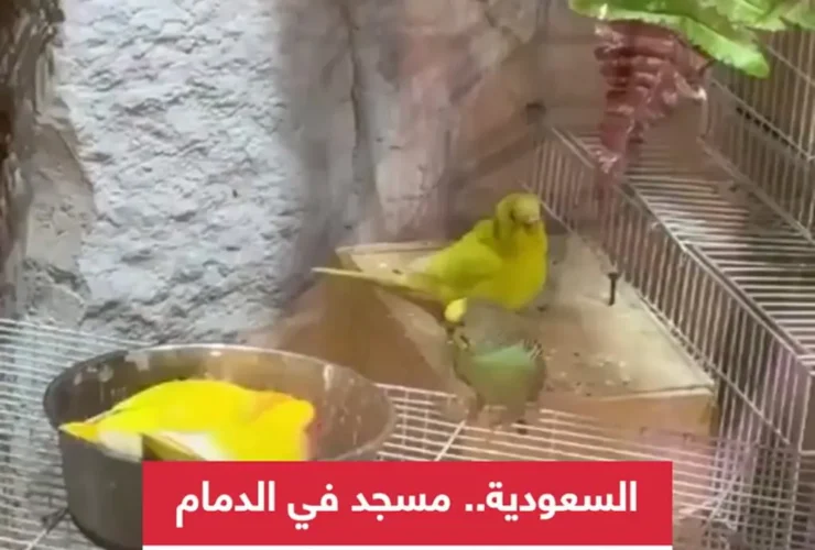 برای دیدن مسجد ، که بهشت ​​پرندگان است
