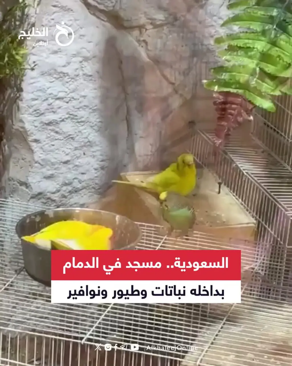 برای دیدن مسجد ، که بهشت ​​پرندگان است