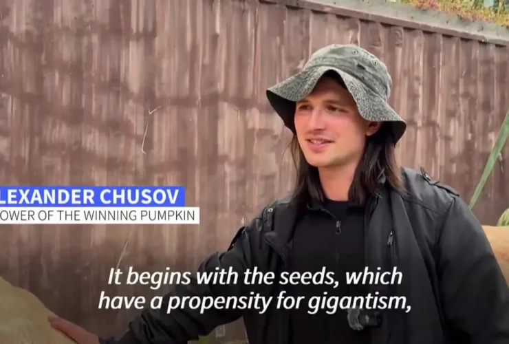 برای دیدن کدو تنبل به یک رکورد تن رسید 24 برای دیدن کدو تنبل به یک رکورد تن رسید