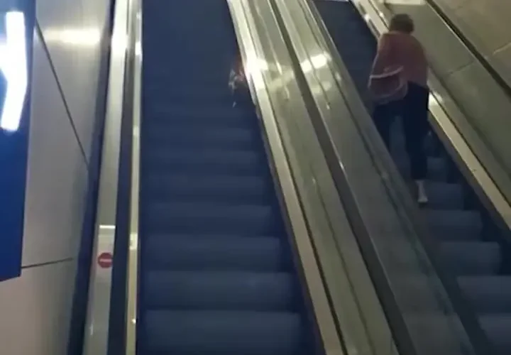 برای دیدن کمک به گربه پیاده روی در فرودگاه استانبول