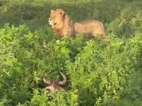 برای دیدن گوزن منفی از حضور پادشاه