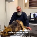 برای دیدن یک سگ آسیب دیده را در یک تصادف نجات دهید