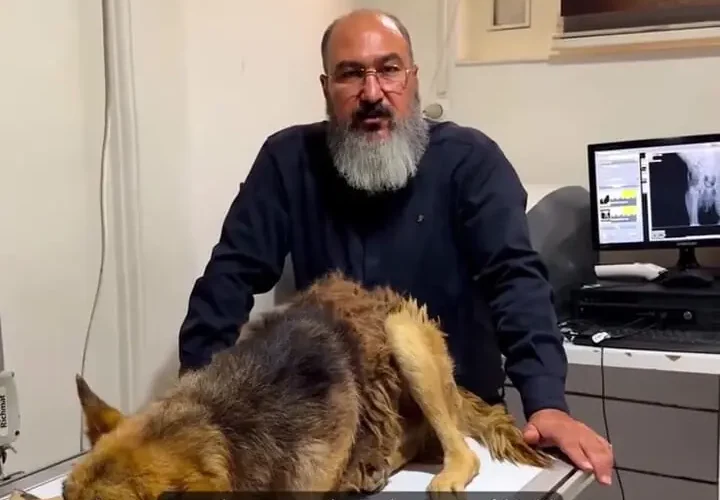 برای دیدن یک سگ آسیب دیده را در یک تصادف نجات دهید