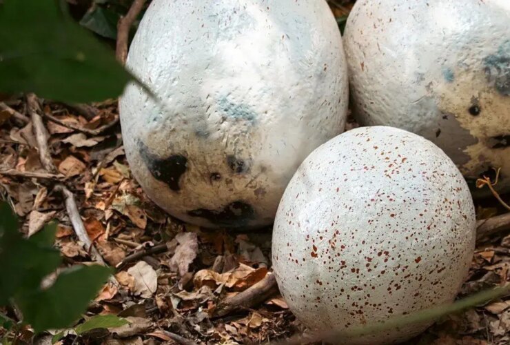 تخم مرغ 5 میلیون ساله دایناسور و "ساعت اتمی فسیل"! 27 تخم مرغ 5 میلیون ساله دایناسور و "ساعت اتمی فسیل"!