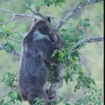 تصاویر باشکوه Bear Oak در جنگل های ایران