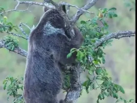 تصاویر باشکوه Bear Oak در جنگل های ایران