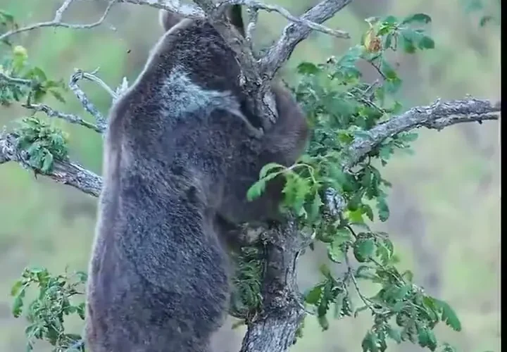 تصاویر باشکوه Bear Oak در جنگل های ایران