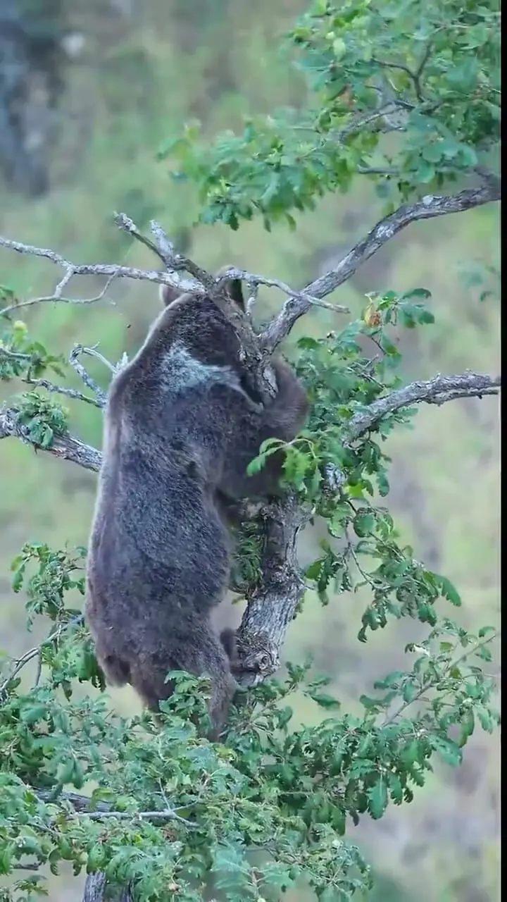تصاویر باشکوه Bear Oak در جنگل های ایران