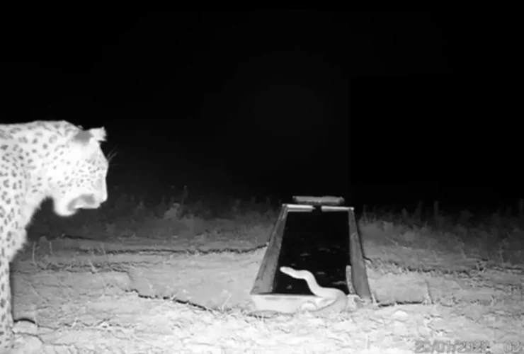 تصویر منحصر به فرد از درگیری پلنگ و مار در Firoozkuhuh