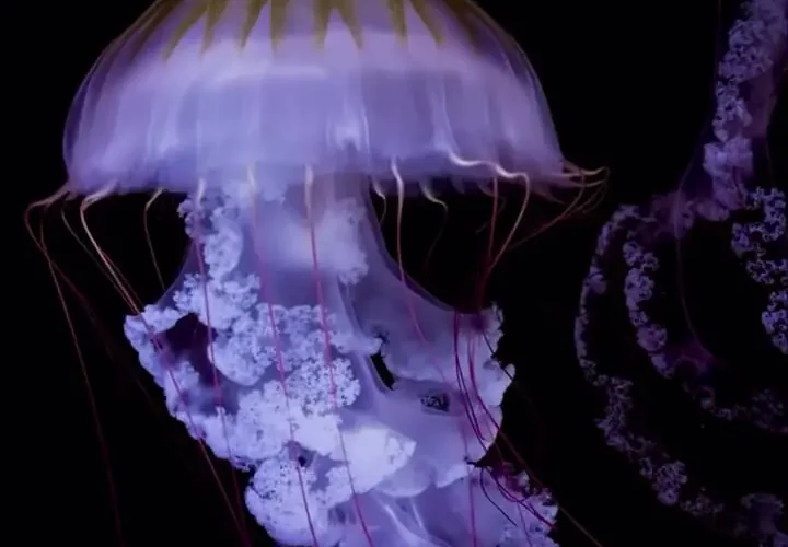 تماشای حرکت نرم و دلپذیر عروس 22 تماشای حرکت نرم و دلپذیر عروس