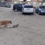 سگ در هنگام شکار کبوتر گربه را شگفت زده کرد. کمدی