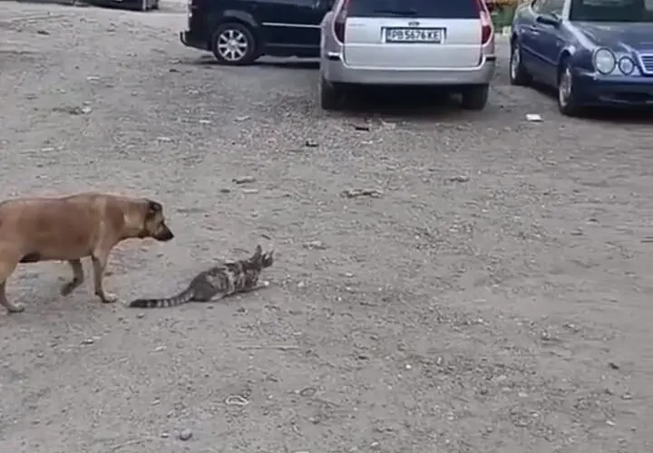 سگ در هنگام شکار کبوتر گربه را شگفت زده کرد. کمدی