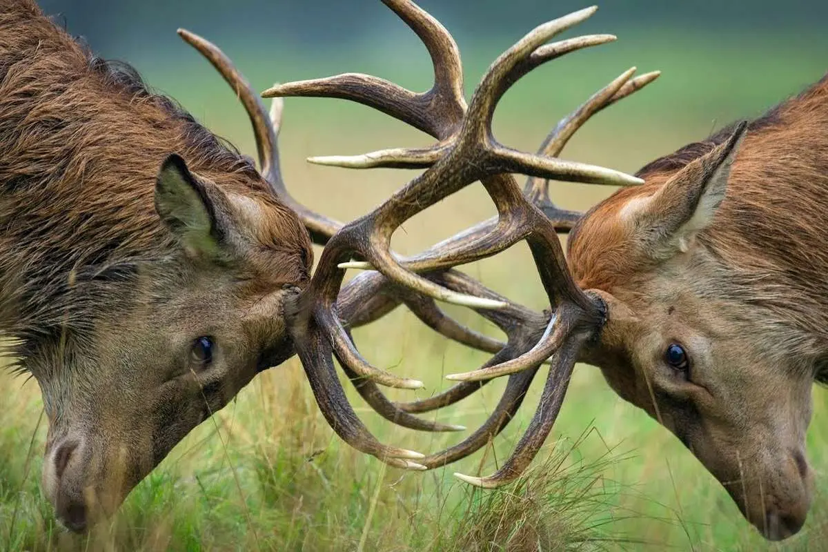 عکس چشم گوزن در جنگ مرگبار فصل جفت گیری