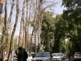 فرضیه جدید در مورد خشک شدن درختان خیابان فرمانداری