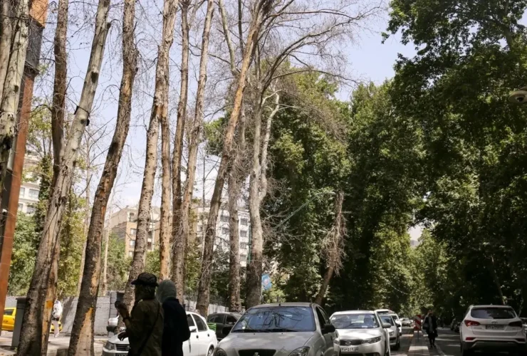 فرضیه جدید در مورد خشک شدن درختان خیابان فرمانداری