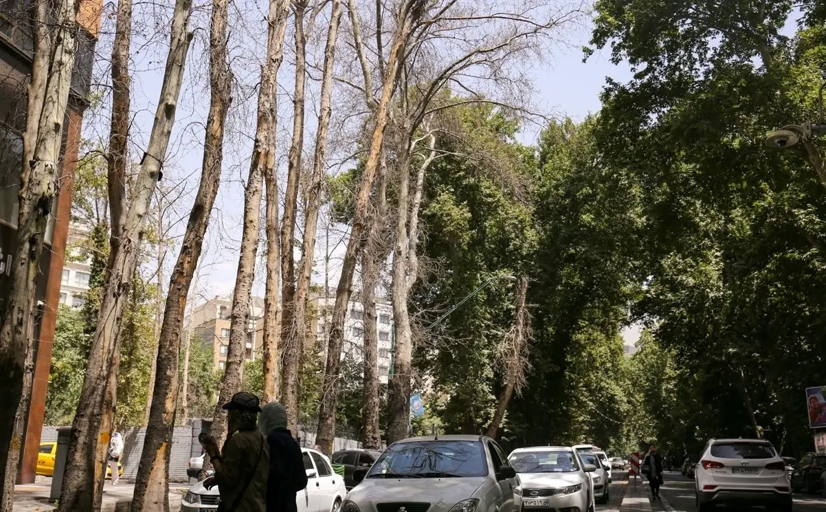 فرضیه جدید در مورد خشک شدن درختان خیابان فرمانداری