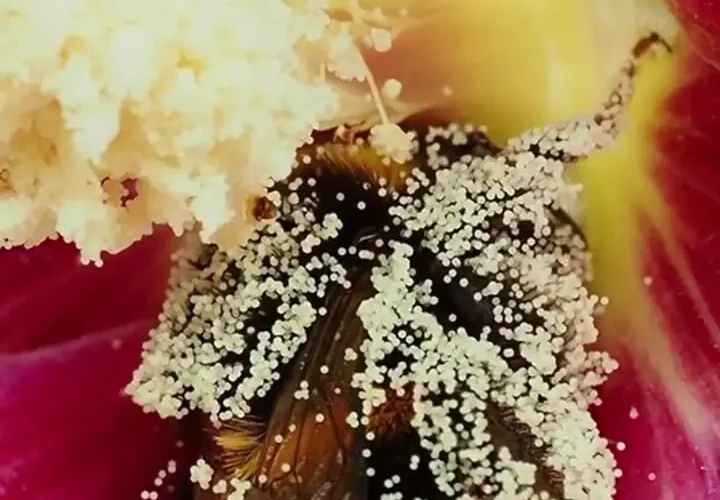 گرده افشانی ؛ هدیه کوچک زنبورها برای بقای طبیعت 17 گرده افشانی ؛ هدیه کوچک زنبورها برای بقای طبیعت