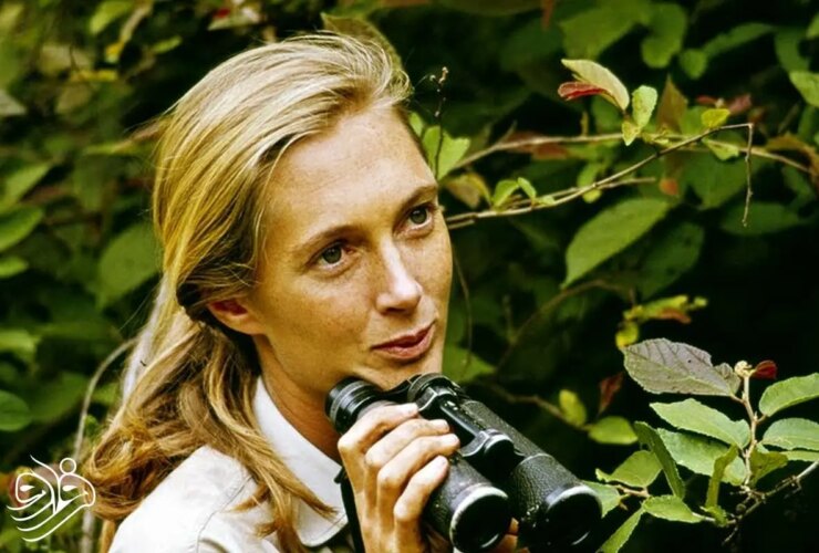 شامپانزه های 6 ساله درگذشت 37 شامپانزه های 6 ساله درگذشت