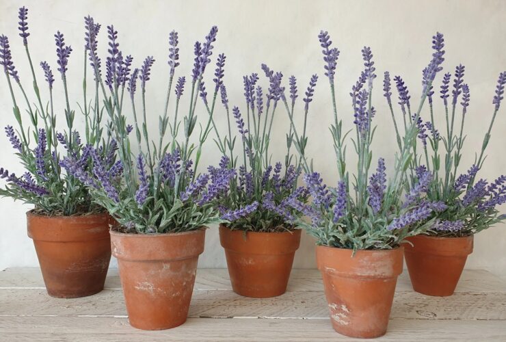 5 امکانات خانگی که "عنکبوت ها" را از خانه شما خارج می کنند 28 1