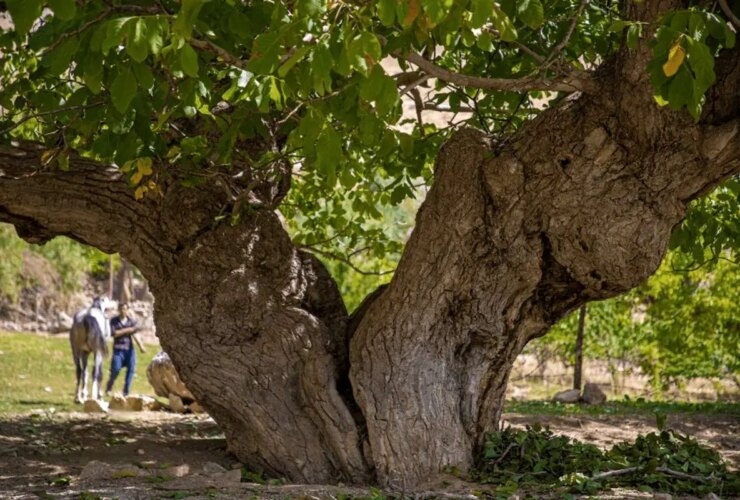 تصاویر سایه Chaharmahal و Bakhtiari 36 تصاویر سایه Chaharmahal و Bakhtiari