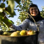 تصاویر برداشت گلابی در باغهای چناران
