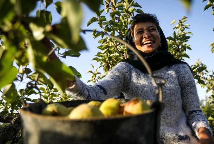 تصاویر برداشت گلابی در باغهای چناران