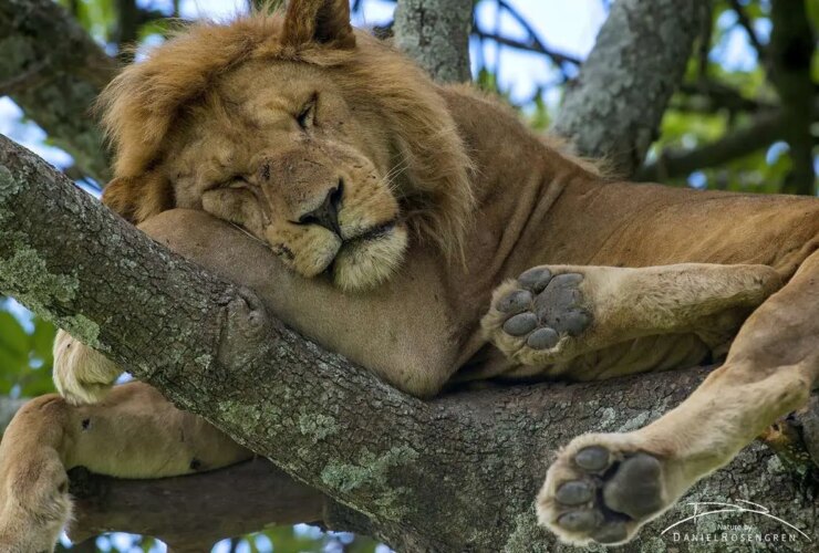 برای خوردن یک درخت از شیر در حال صعود!