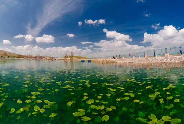 Nilüfer Geri را نجات دهید تا خیلی دیر شود! 24 لوتوس