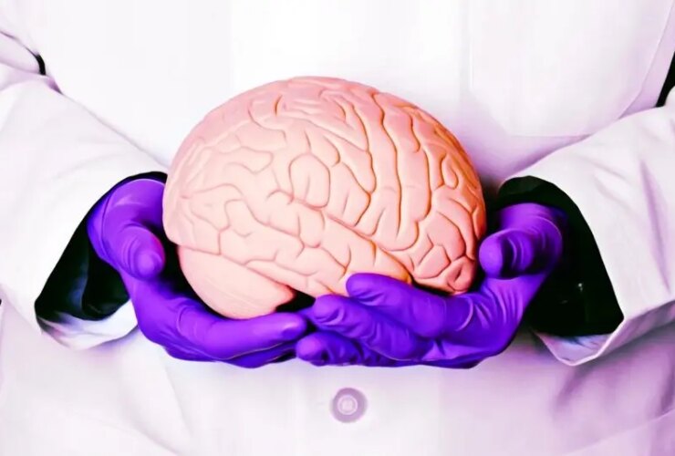 مغز مینیاتوری انسانی 16 مغز مینیاتوری