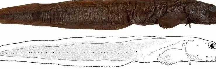 کشف شگفت انگیز ماهی که به مدت پنج سال در تاریکی پنهان شده است! 16 ماهی