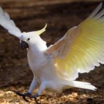برای دیدن حمله ناگهانی طوطی به میز ناهار خوری در رستوران