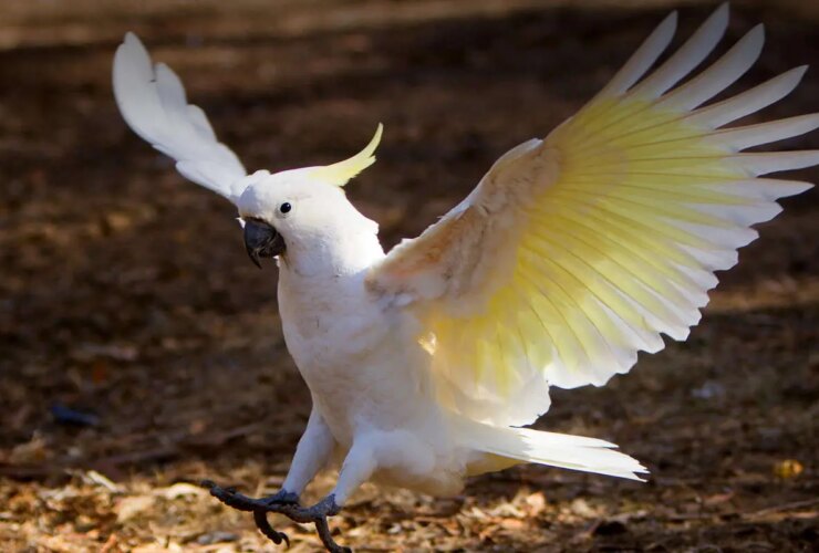 برای دیدن حمله ناگهانی طوطی به میز ناهار خوری در رستوران