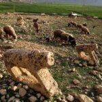 تصاویر مرگ آهسته شیرهای سنگی
