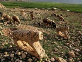 تصاویر مرگ آهسته شیرهای سنگی
