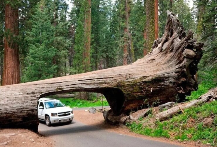 بزرگترین موجودی که در سراسر جهان زندگی می کند/شگفتی! 26 بزرگترین موجودی که در سراسر جهان زندگی می کند/شگفتی!