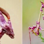 یک هیولای صورتی که به نظر می رسد از دنیای دیگری آمده است